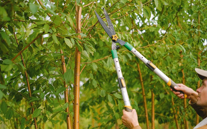 Tree trimming in Grand View, WI