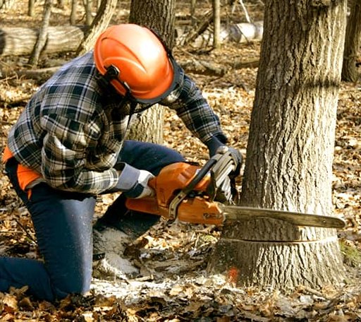 Tree Removal in Grand View, WI